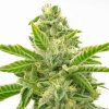 amnesia lemon fast version tatra seeds