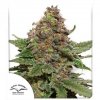 Strawberry Cough - Dutch Passion -