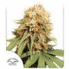White Widow - Dutch Passion