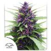 Shaman - Dutch Passion