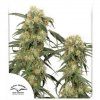 Pamir Gold - Dutch Passion