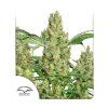 Power Plant Regular - Dutch Passion - 10ks