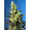 Ice Cool CBD - Sweet Seeds -