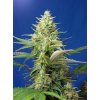 Sweet Pure Auto CBD - Sweet Seeds -