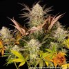 Blue Sunset Sherbert - Barney´s Farm