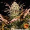 Blue Sunset Sherbert - Barney´s Farm