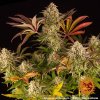 Blue Sunset Sherbert - Barney´s Farm