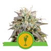 Mimosa Automatic - Royal Queen -