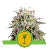 Mimosa Automatic - Royal Queen