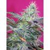 Sweet Cheese Auto - Sweet Seeds