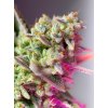 Sweet Mimosa XL Auto - Sweet Seeds -