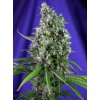 Sweet Trainwreck Auto - Sweet Seeds -