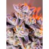 Tropicanna Poison XL Auto - Sweet Seeds -