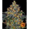 Moby Dick Auto - Barney´s Farm -