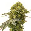 Cinderella 99 x Blueberry Fast Version - Tatra Seeds