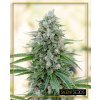 Critical Mango - Silents Seeds