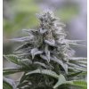 Zkittlez 2.0 - Silent Seeds -