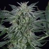 Critical Jack Auto - Silent Seeds -