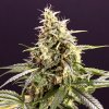 Chem Bomb Auto - HSO -