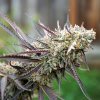 Peanut Butter Breath Fast Flowering - HSO -