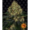 Skywalker OG Auto - Barney´s Farm -