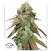 CBD Mazar - Dutch Passion