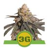 Triple G Automatic – Royal Queen