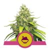 Blue Gelato - Royal Queen -