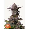 Tropicana Cookies FF Cannabis Seeds Fast Buds
