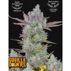 gorilla cookies fast buds