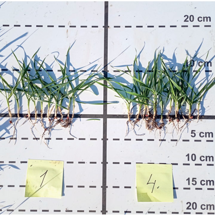 Účinek upraveného drůbežího trusu v pěstební technologii pšenice