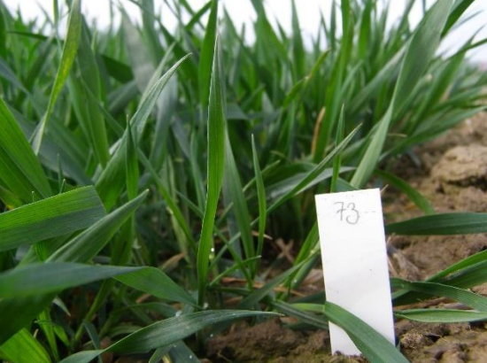 Ověření účinku aplikace hnojiv s obohaceným drůbežím trusem