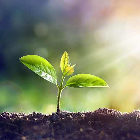 Kyselina fulvová: přírodní transportér