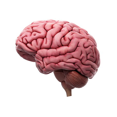 10 tipů, jak udržet svůj mozek zdravý