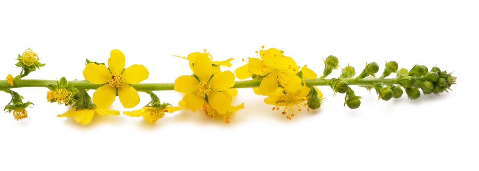 Repík lekársky a 9 prekvapivých liečebných účinkov