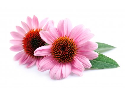 Echinacea bio výťažok 100 ml