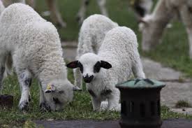 Význam bioaktívných látok v ovčom mlieku pre ľudské zdravie – prehľad štúdie