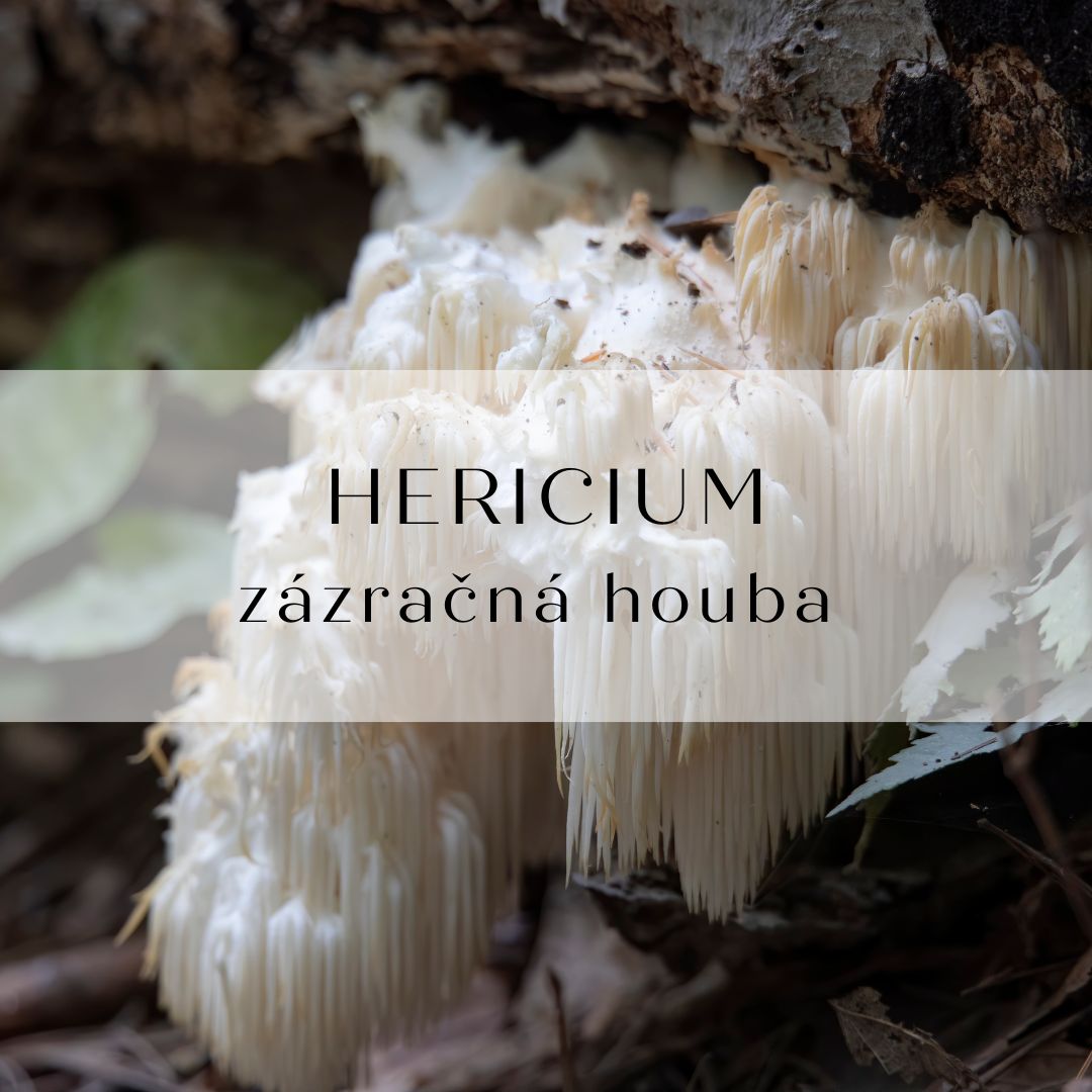 Hericium: Zázrak přírody pro tělo i duši