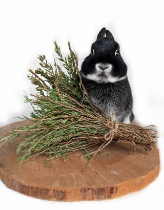 🌿SATUREJKA🌿 •trávení •imunita •podpora chuti k jídlu Ze zásob našich chlupáčků uvolňujeme 1kg saturejky a 22 svazečků, tak...