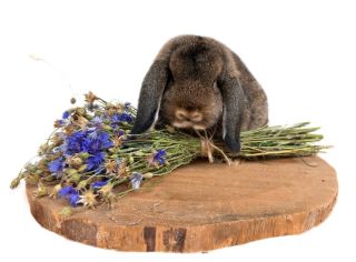 💙Modrý pugétek💙 Ručně sbíraná limitka • Šetrně sušená • S láskou vázaná. Do vyprodání na www.biomiro.store