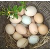 Slepičí BIO vejce  10 kusů