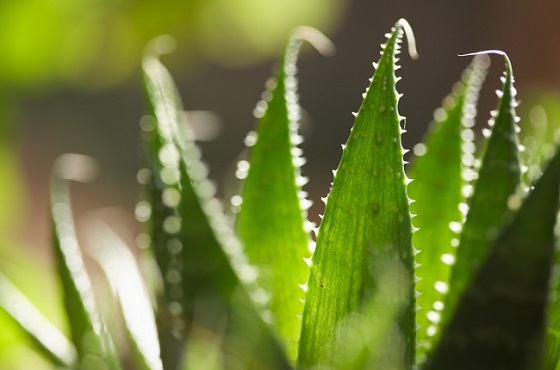 ALOE VERA