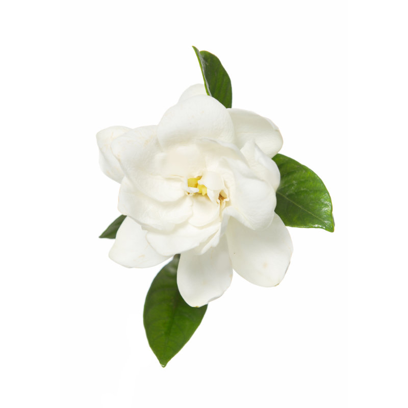 NEROLI