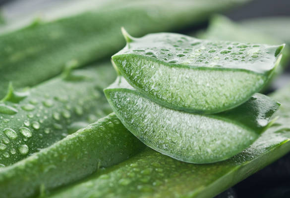 BLIŽŠÍ POHLED NA BLAHODÁRNÉ ÚČINKY ALOE VERA NA POKOŽKU