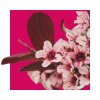 Be Positive by Acorelle bio harmony fleur de cerisier Kvety tresne 1
