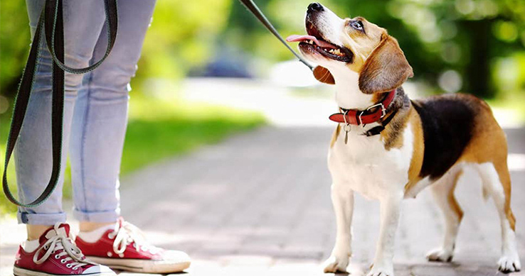 DOMÁCÍ REPELENT NEJEN PRO PSÍHO PARŤÁKA