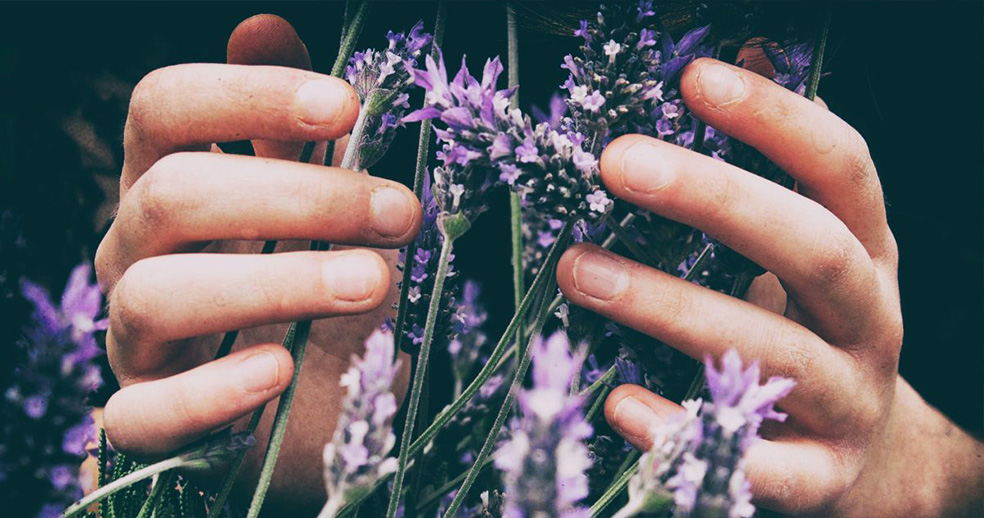 LEVANDULE, LÉČIVÝ DOTEK PŘÍRODY PRO DUŠI I TĚLO