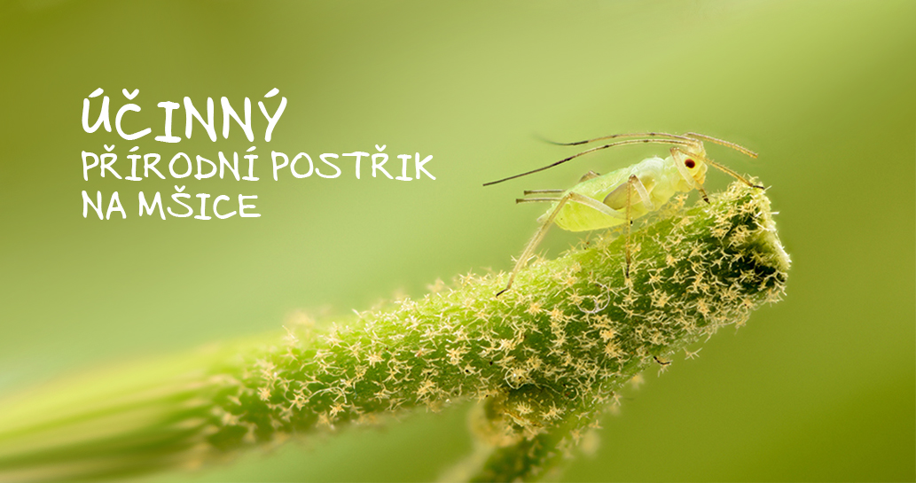 ÚČINNÝ PŘÍRODNÍ POSTŘIK NA MŠICE