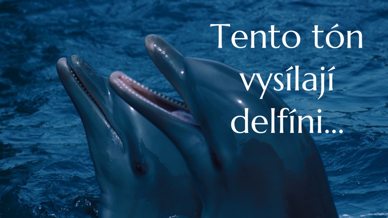 Tento tón vysílají delfíni...
