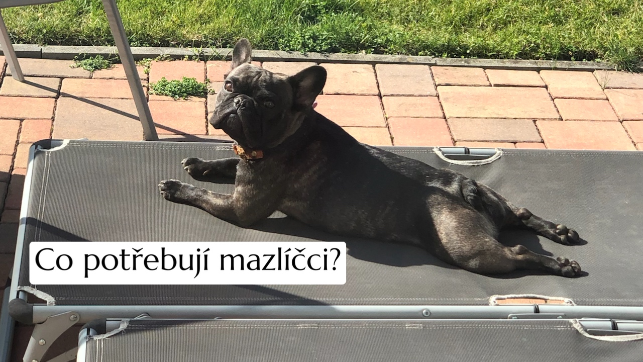 Co potřebují mazlíčci?